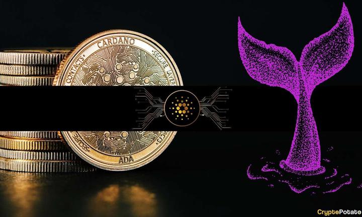 cardano_whale_cover