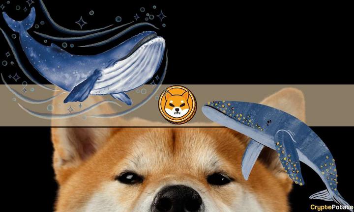 shibainu_whales_cover