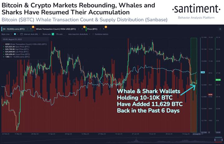 Bitcoin whales buy the dip