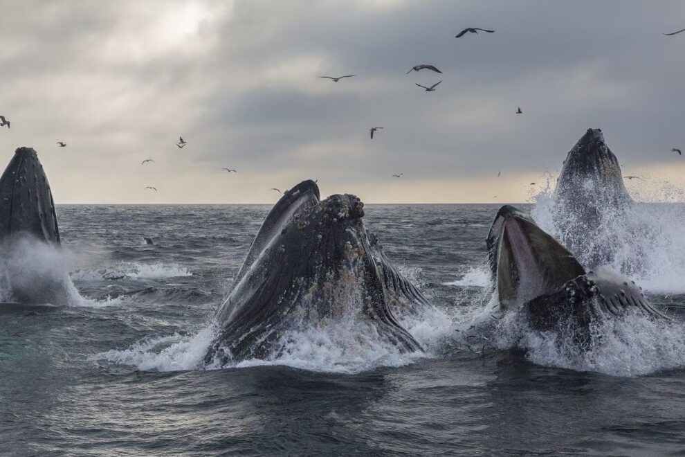 サトシ時代のクジラが9000BTCを10億ドル以上で売却──ビットコインは11万7000ドル割れ