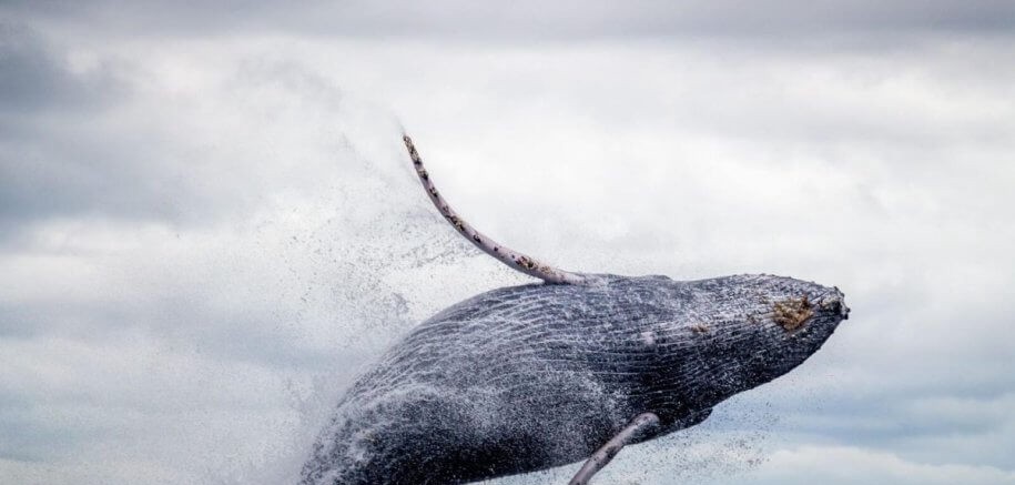 クジラがビットコインでロングに切り替え - ここに2つの最も重要なレベルがあります