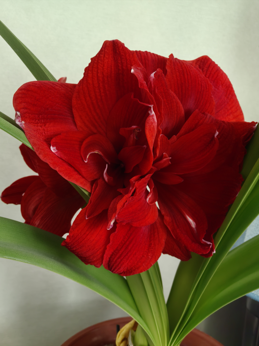 朱頂紅の花のクローズアップ