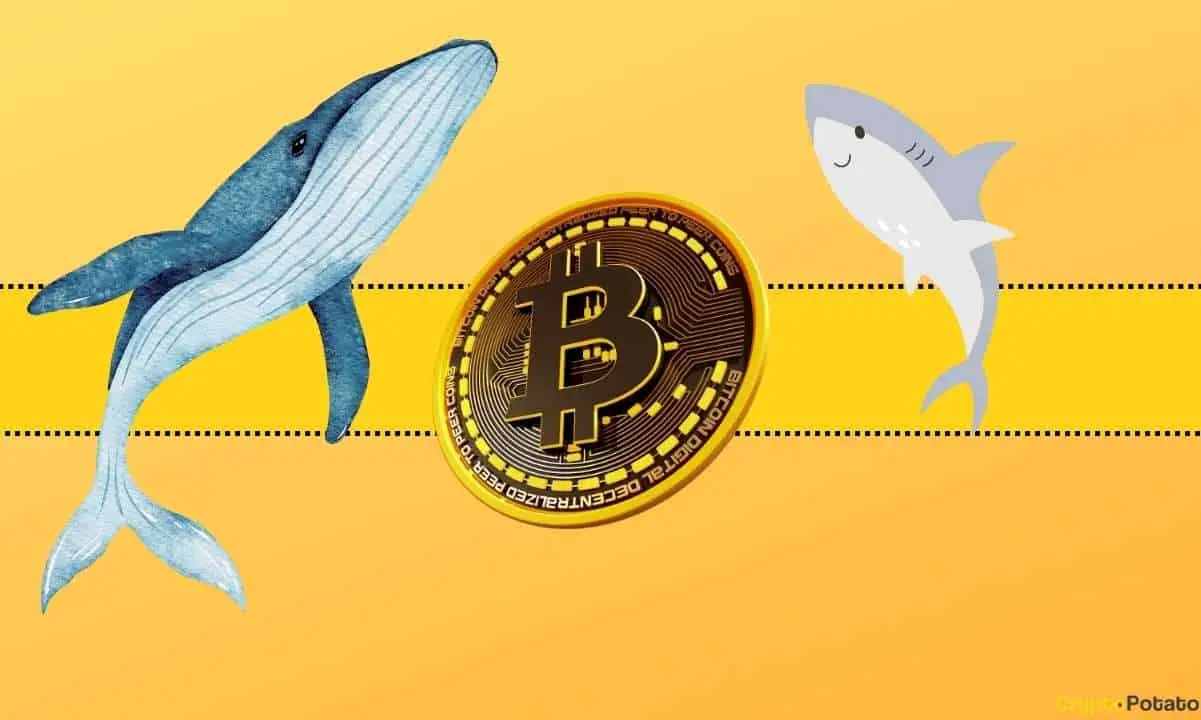 shark_whale_btc_cb