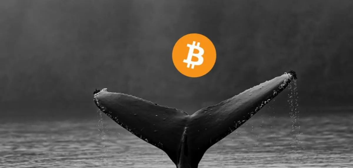Bitcoin Enters Quiet Phase as Whales Take Control