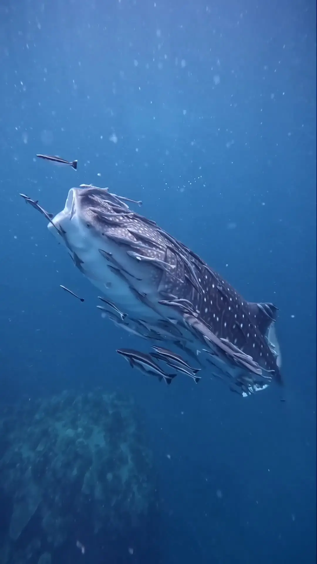 repost-content-media