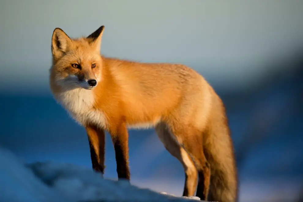 MetaMask، هل ستعلن هذا الأسبوع عن عملة مستقرة خاصة بها