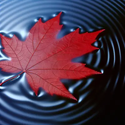 SchroedingersFrontrun