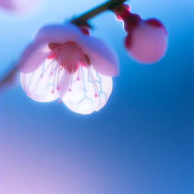 I was browsing the markets today and came across a very important topic about cheap cryptocurrencies with a promising future. The market is in chaos and price predictions are difficult, but there are some cheap coins currently that experts expect to see a strong rise soon.
First, XRP, the coin designed to facilitate fast and secure money transfers. The current price is around $1.35, up +1.58%, and there are expectations that it will rise significantly in the near future. Also, SHIB, which started as a joke but became a serious coin, is currently very low in price, with a daily volume of over $1.5 billion, and recently increased by +4.32%.
Other important coins include: Enjin, derived from Ethereum, at $0.02, and NKN, focused on decentralized internet, at roughly the same price. ICP was one of the most successful launches at $2.25 currently, and experts predict a price explosion soon.
As for MANA from Decentraland, it’s priced at $0.08, with a market cap exceeding $5 billion, and a very high trading volume, especially with the growth of the metaverse. SAND from Sandbox is also at $0.08 and has increased about 400% since launch, with expectations to rise further if their gaming project succeeds.
The truth is, cheap cryptocurrencies with a future in 2025 have existed, but you need to be cautious and diversify your investments. There are no guarantees in the market, but these coins have real potential based on their underlying projects and significant investments.