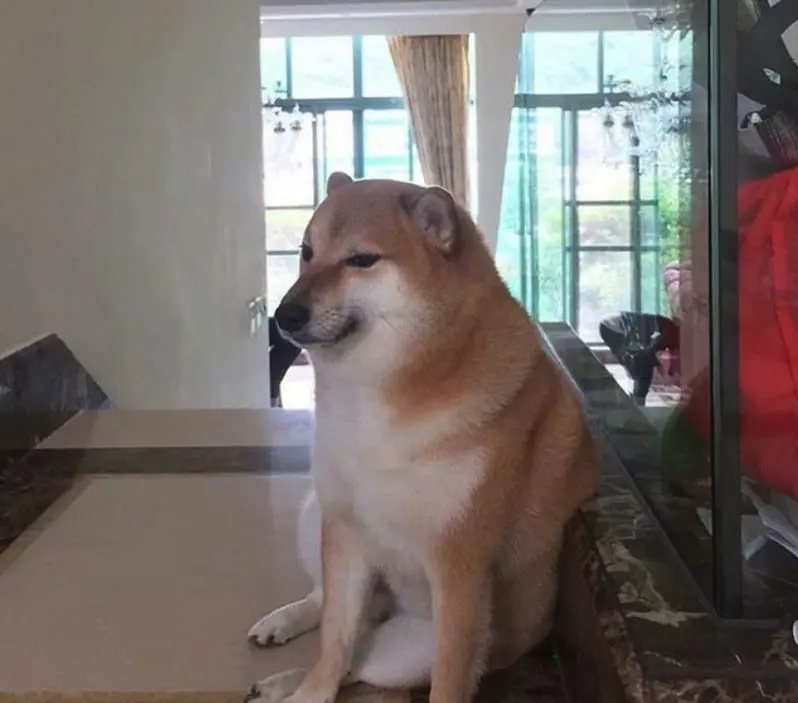 Hong Kong Pet Balltze