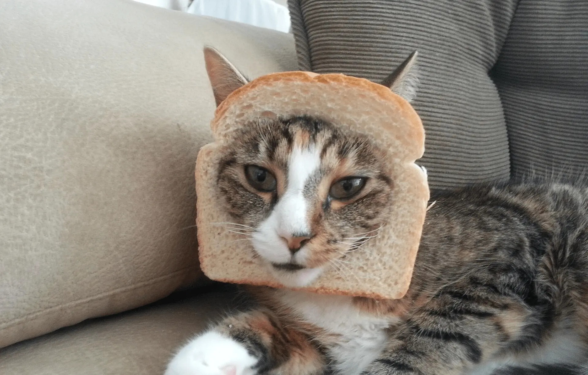 インターネットミームの歴史を振り返ると、パン猫は猫のインターネットミームの中でのクラシックな代表と言 |Gate 広場のWeb3Educator