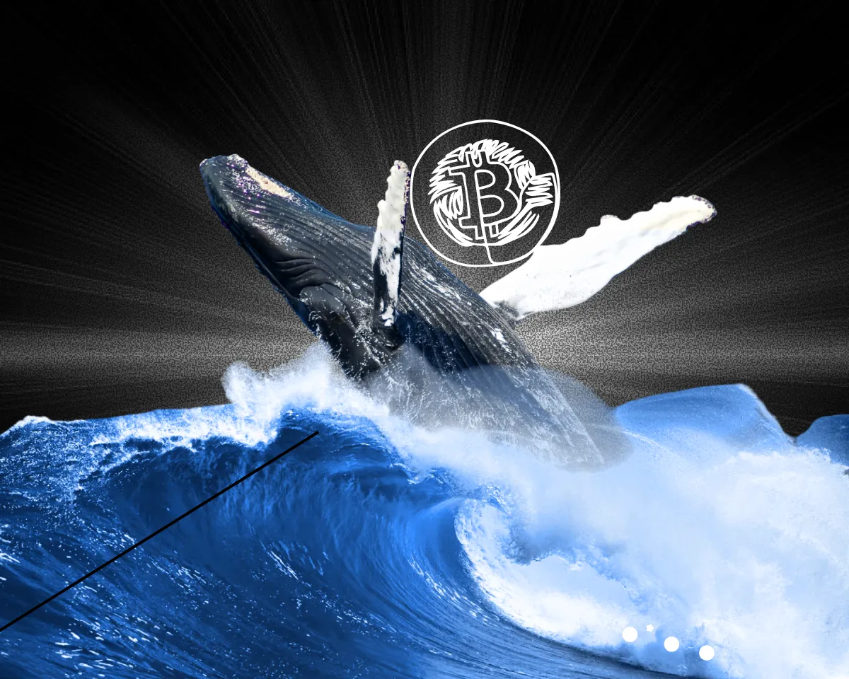 觀察鯨魚。如何通過市場大玩家的動向賺錢 ― Whalepro 講述