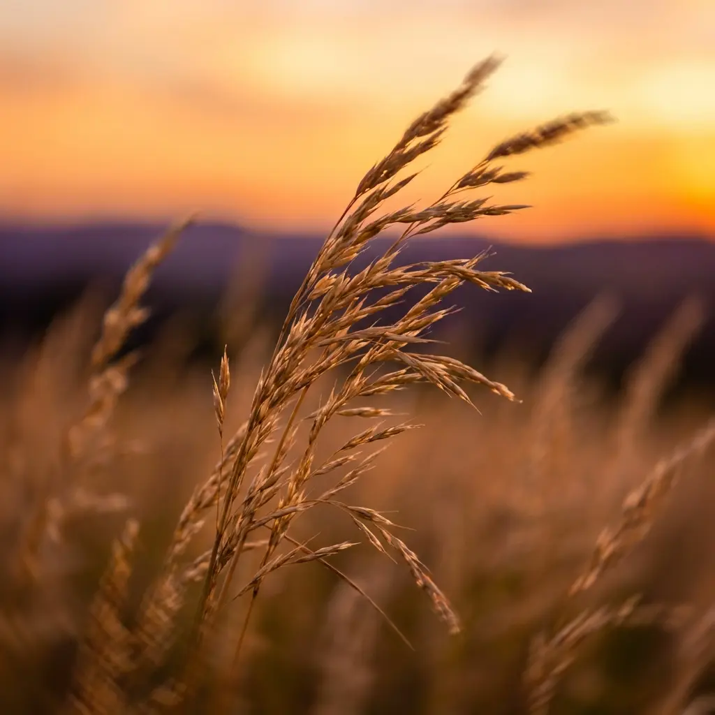 EveningBreezeBorrower