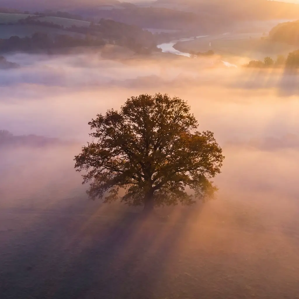 TheTreeInTheCenterOfMistValley