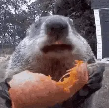 repost-content-media