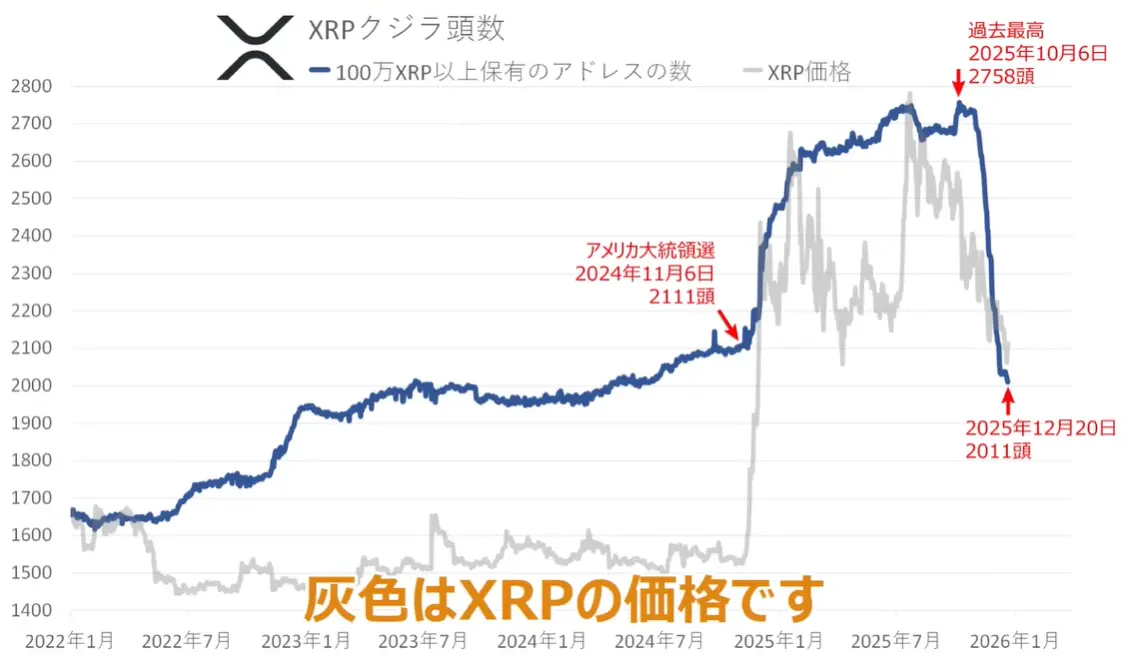 XRP Whale Count Angorou